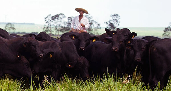 GAP Genética negocia touros Brangus ao valor médio de R$ 17.178