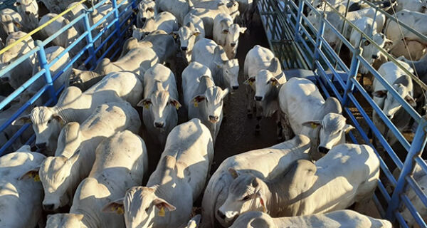 Etapa do Circuito Nelore de Qualidade em Pontes e Lacerda avalia 1.121 animais