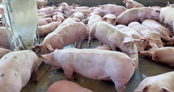 Abate de suínos é o maior em sete anos e o consumo da carne cresce em MS