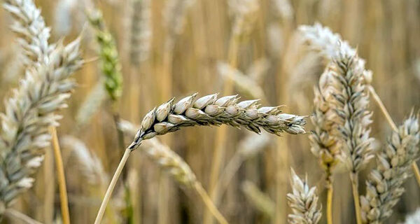 Conheça o primeiro trigo brasileiro para fabricação de malte