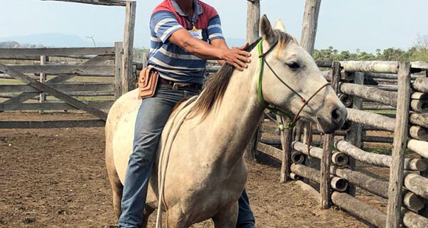 Senar/MS oferece cursos gratuitos de adestramento e doma racional de cavalos