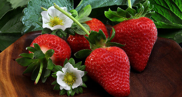 Terra Sul apresenta nova cultivar de morangueiro da Embrapa e aborda os principais manejos