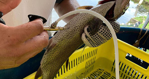 Teste genômico ajuda a melhorar a produção de truta no Brasil