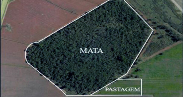 Manejo correto de pastagens pode recuperar carbono perdido na mudança de uso da terra