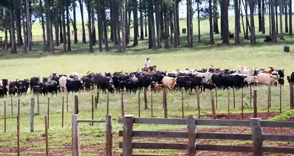 Campo Grande tem o 3&ordm; maior rebanho bovino do país entre as capitais