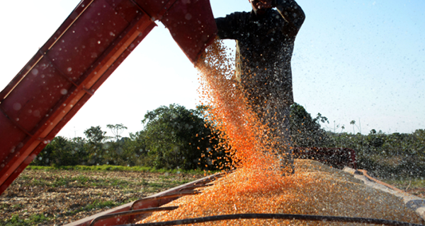 Faturamento do agronegócio de Mato Grosso do Sul ultrapassa os R$ 50 bilhões
