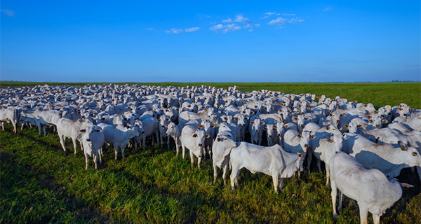 Rebanho bovino brasileiro alcançou recorde de 234,4 milhões de animais em 2022