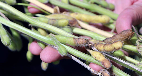 Cientistas avaliam fungicidas e cultivares para combater a podridão de grãos na soja