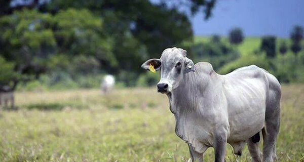 Mercado segue com viés de alta, sustentado pela baixa oferta de boiadas gordas