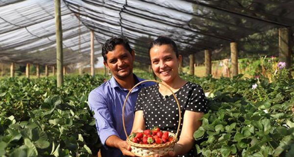 Produtora de morangos em Deodápolis sonha com turismo rural 