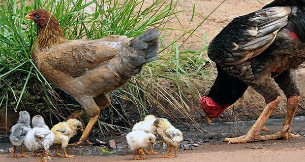 Ministério da Agricultura e Pecuária descarta foco de gripe aviária em Figueirão