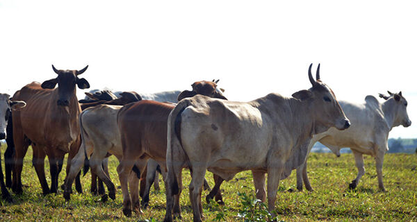 Exportações de carne bovina registram queda de 21% em Mato Grosso do Sul
