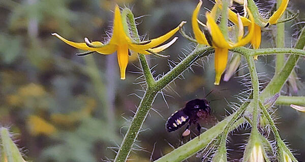Abelhas-sem-ferrão ajudam na polinização de hortaliças em estufas
