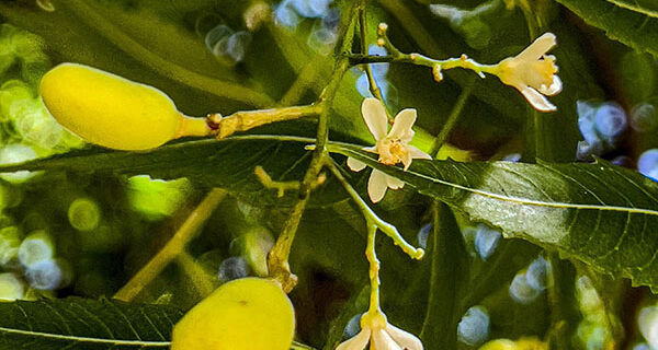 Extratos vegetais inibem atividade de vírus causador da Artrite Encefalite Caprina