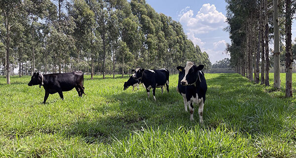 Embrapa Pecuária Sudeste cria página dedicada a sistemas ILPF para facilitar acesso de interessados 