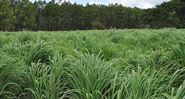 Nova cultivar de capim-andropogon apresenta maior produtividade em áreas de baixa fertilidade