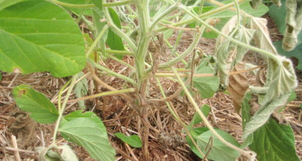 Cuidados no cultivo da soja em anos de El Niño