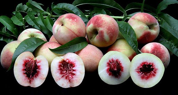 Nova variedade de pessegueiro disponibiliza frutos no fim do ano