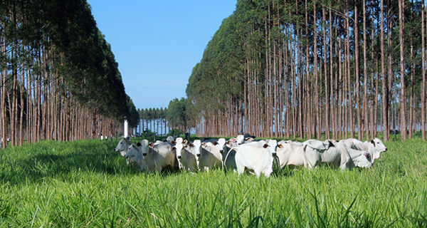 Embrapa apresenta tecnologias sustentáveis para lideranças europeias na Bélgica