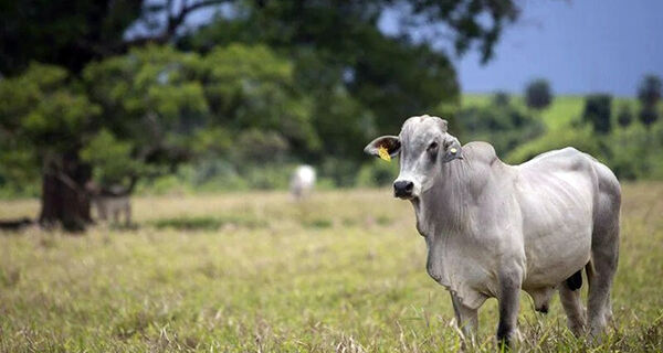 Frigoríficos trabalham com mais tranquilidade, dificultando a vida dos pecuaristas