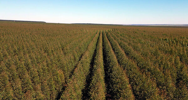Bracell promete conservar 35 mil hectares de vegetação nativa em Mato Grosso do Sul