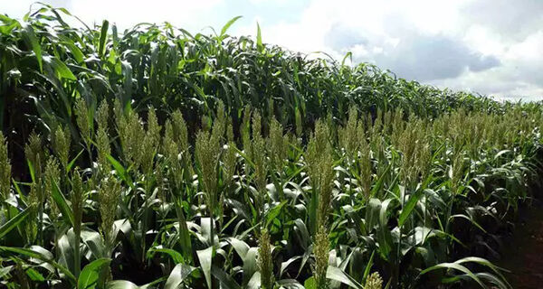 Dobradinha milho-sorgo pode reduzir riscos na segunda safra