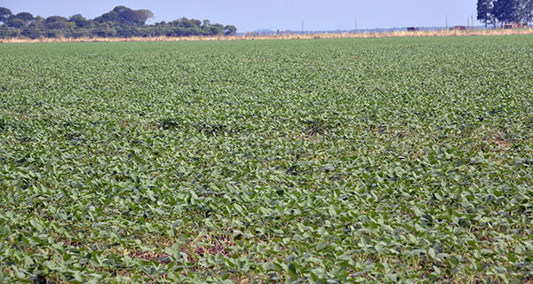 Safra de soja pode ser maior mesmo sob influência do El Niño
