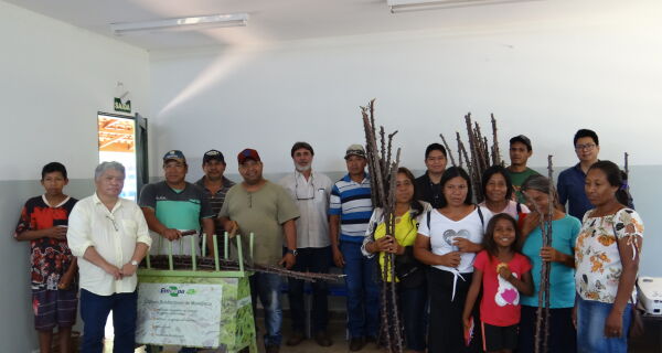 Indígenas sofrem problemas na produção de mandioca em Mato Grosso do Sul