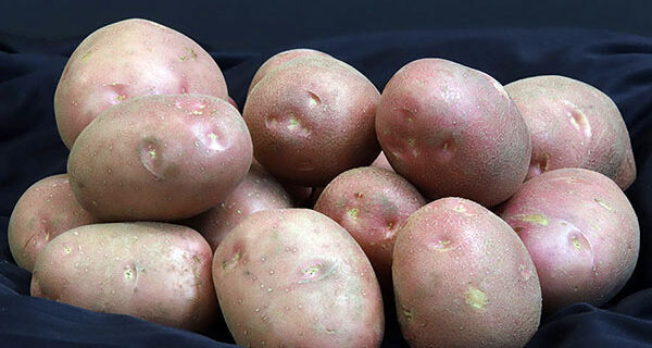 Pesquisa desenvolve batata de pele vermelha voltada à subsistência de agricultores familiares