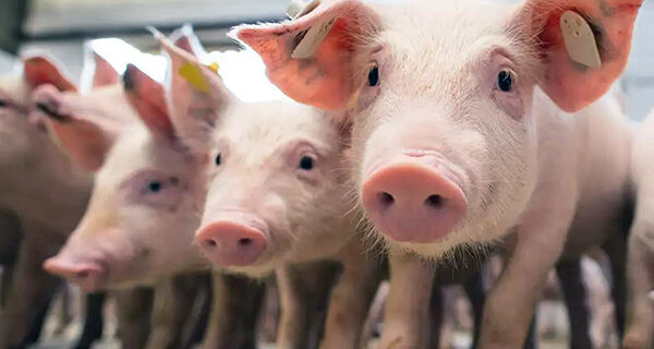 MS amplia exportações de carne suína em 25% e fica em 6&ordm; no ranking nacional