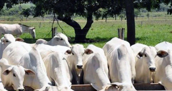 Consultor pontua quatro pontos do mercado do boi gordo em 2024