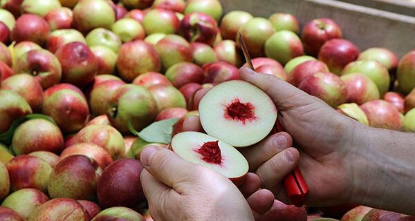 Novas nectarinas garantem oferta de fruta por mais tempo ao consumidor