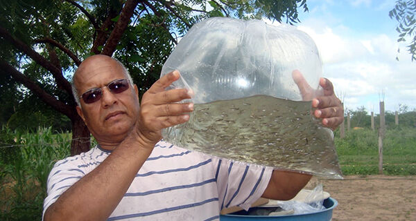 Peixe barrigudinho é aliado contra a dengue, zika e a chikungunya