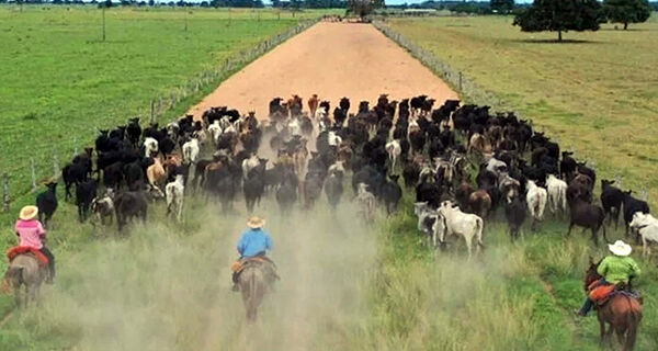 Saiba a quantidade ideal de gado por vaqueiro na fazenda
