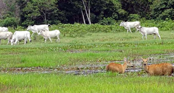 Valorização da pecuária sustentável no Pantanal de MS é debatida em encontro