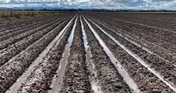 Pesquisa agropecuária traz temas inovadores para a programação da Abertura da Colheita do Arroz