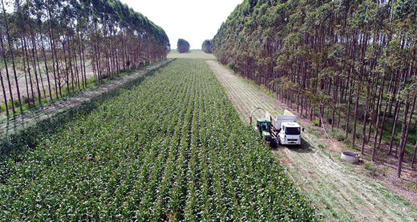 Brasil possui 28 milhões de hectares de pastagens degradadas com potencial para expansão agrícola