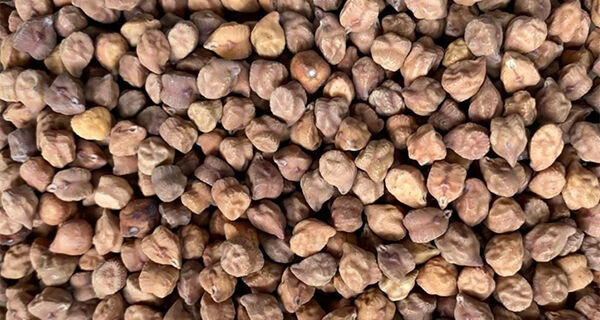 Oferta pública da Embrapa contempla produtores de sementes de grão-de-bico