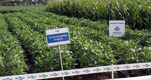 Tecnologia Sulco-camalhão é destaque na programação da Abertura da Colheita do Arroz