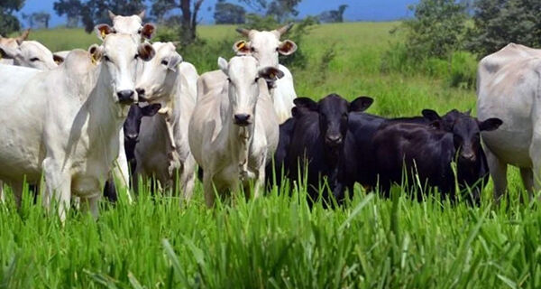 Abate de bovinos e suínos cresce no 4&ordm; trimestre de 2023