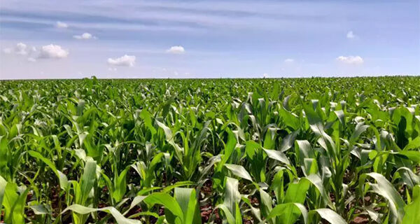 Chuvas favorecem o plantio de milho na segunda safra em MS
