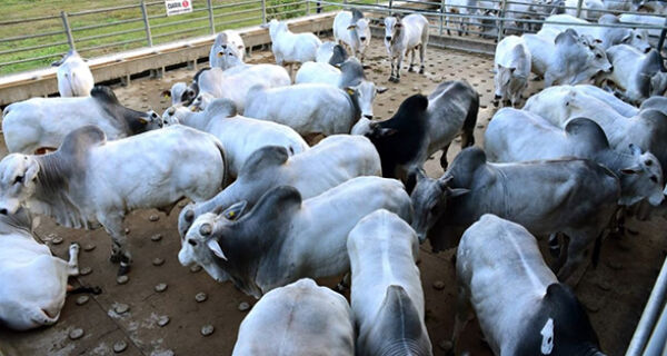 Agrifatto aponta que bovinos brasileiros são abatidos cada vez mais jovens