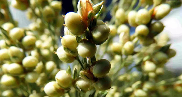 Etanol de sorgo deve abrir forte demanda pela produção do cereal em MS