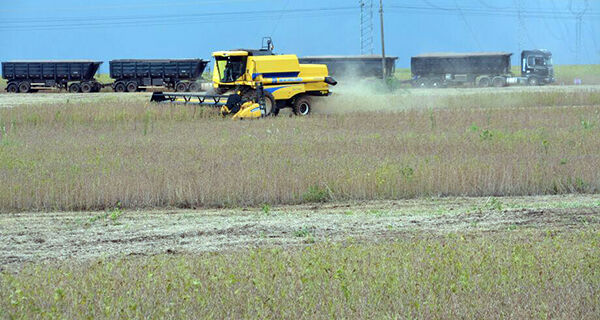 Agronegócio de Mato Grosso do Sul teve 10 empresas à beira da falência em 2023