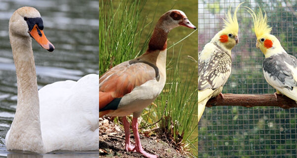 Deputado propõe regulamentar a criação de aves exóticas e domésticas em Mato Grosso do Sul