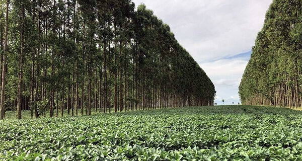 Água usada no campo em MS tem índice "extremo bom" de classificação pela ANA