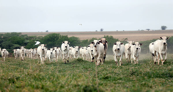 Mato Grosso do Sul abateu menos bovinos no ano passado