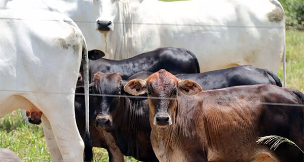 Arroba do boi gordo em MS cai 20,4% em um ano, enquanto queda da vaca é de 22,5%