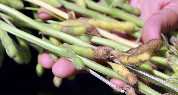 Publicação traz resultados de testes de cultivares e época de semeadura para podridão da soja