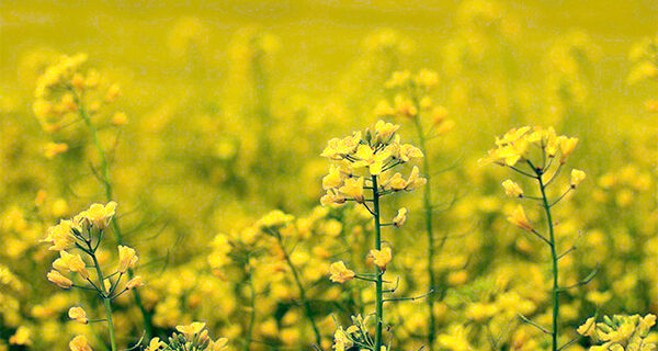 Firmada parceria público-privada para desenvolver sistema produtivo da canola em regiões tropicais